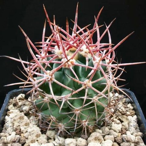 Echinocactus_polycephalus